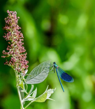 Bantlı Matmazel Sineği Macro 'su