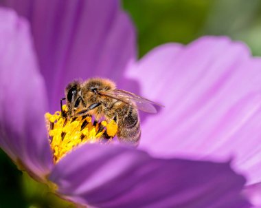 Pembe bir yıldız çiçeğinin üzerindeki bir arı makrosu.
