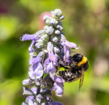 Mor bir adaçayı çiçeğinin üzerinde polen saçan yaban arısının makrosu.