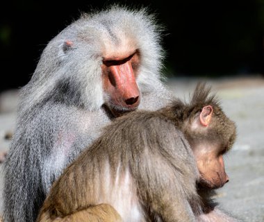 Maymun maymunu (Papio hamadryas damat portre)