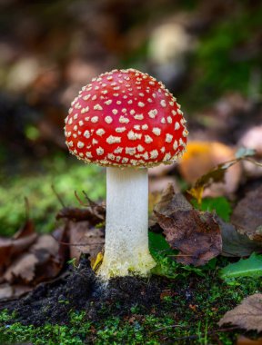 Red fly agaric musroom in the forest clipart