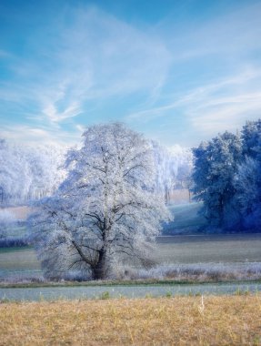 Single frosted tree in a foggy winter landscape in Bavaria seen in Schrobenhausen (Bavaria, Germany) clipart