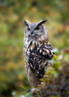 Bir çalılığın arkasında saklanan Avrasya kartal baykuşunun yakın çekimi.