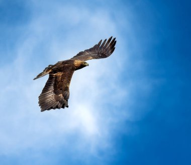 Uçan altın kartalın yakın çekimi (Aquila chrysaetos)