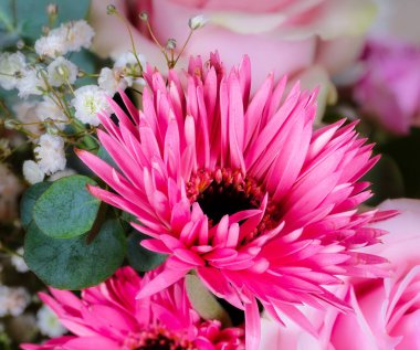 Pembe bir gerbera çiçeğinin buketi.