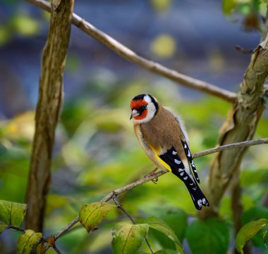 Bir dalda oturan Avrupalı ispinozun yakın çekimi