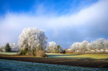 Winter landscape with a group of frosted birch trees at a field seen in Schrobenhausen (Bavaria, Germany) clipart