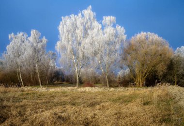 Güneşli bir günde, Schrobenhausen 'de (Bavyera, Almanya)