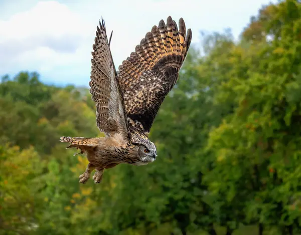 Uçan Avrasya kartal baykuşunun yakın çekimi