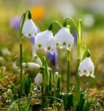 Bahar snwoflake çiçek çiçek açan güzel