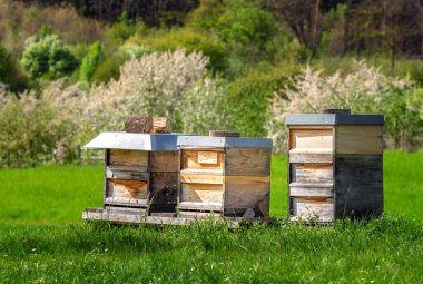 Arıcılık - arılar tahta bir arıya doğru uçuyor.