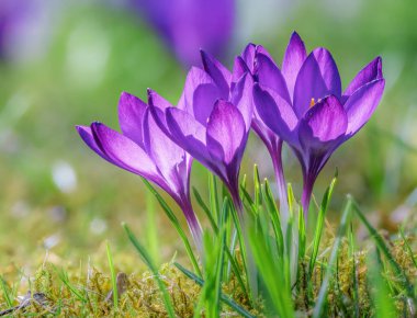 Bahçede mor renkli çiçek makrosu