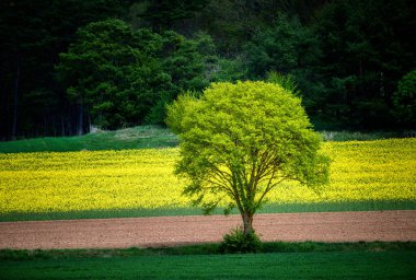 Sarı çiçekli tecavüz tarlasının önündeki yalnız ağaç.