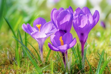 Bahçede mor renkli çiçek makrosu