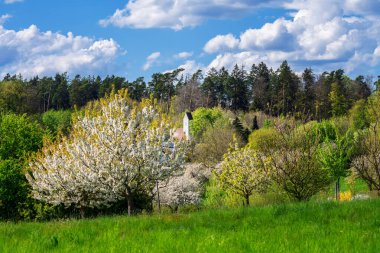 Beyaz çiçekli kiraz ağacı ve Gietlhausen kilisesi ile bahar manzarası