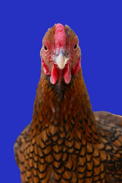 Wyandotte Bantam Kurczak Złoty Sznurowany Izolowane Niebieskim Tle Widok Przodu — Zdjęcie stockowe