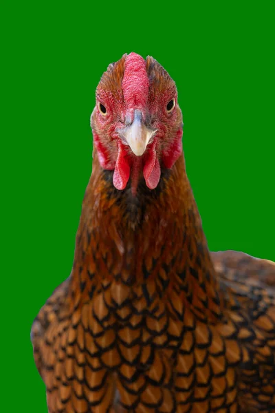 Wyandotte Bantam Куриный Золотой Кружевной Изолированный Зеленом Фоне Вид Спереди — стоковое фото