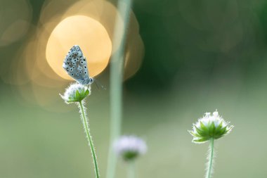 Aricia agestis, Lycaenidae familyasından bir kelebektir ve sabahın erken saatlerinde bir çiçeğe tünemektedir.