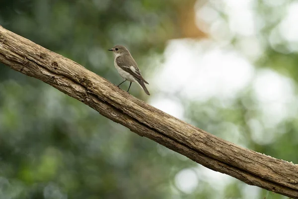 欧洲猎捕雀鸟的雌鸟坐在树枝上 是东半球猎捕雀鸟家族中的一种小野鸟 — 图库照片