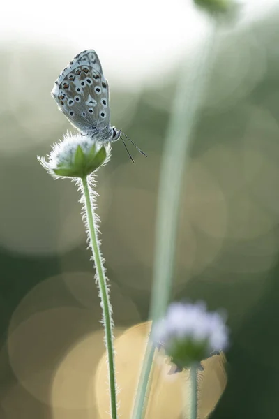 アリシア アジェスティス Aricia Agestis 茶色のArgus 早朝の光の中で花を咲かせるライケナディウス科の蝶である — ストック写真