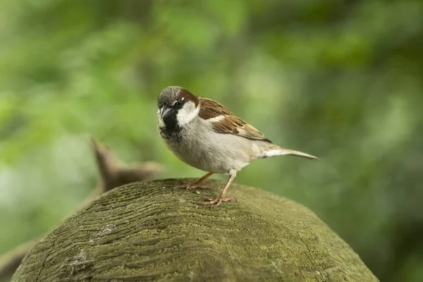 Bir Erkek Avrasya Evi Sparrow Passer Domesticus Bir Ağaç Gövdesine — Stok fotoğraf