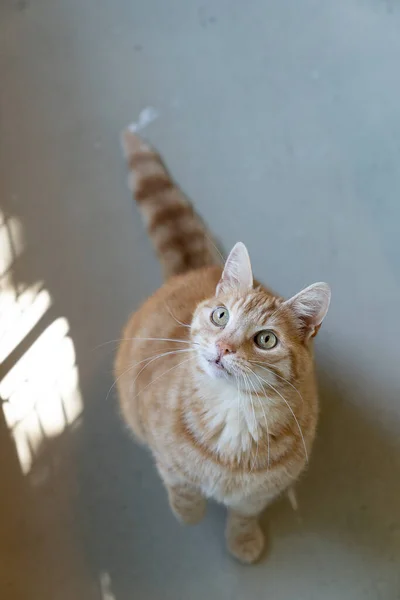 Eine Ingwer Tabby Katze Sitzt Und Blickt Die Kamera — Stockfoto