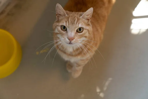 Eine Ingwer Tabby Katze Sitzt Und Blickt Die Kamera — Stockfoto
