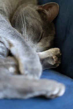 Gri bir kedi patileri kıvrılmış bir kanepede uzanıyor ve güvenli bir yerde uyuyor.