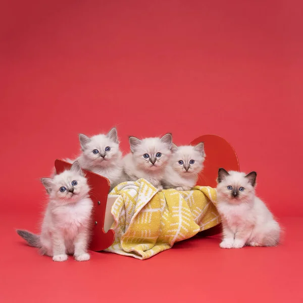 Cinco Belos Gatinhos Gato Birmaneses Sagrados Canteiro Bonecas Close Estúdio — Fotografia de Stock