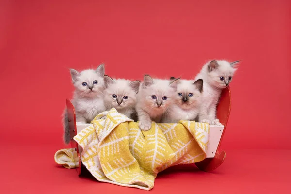 Пять Прекрасных Священных Бирманских Кошек Кукольной Кровати Студии Крупным Планом — стоковое фото