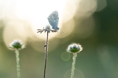 Aricia agestis, the brown argus, is a butterfly in the family Lycaenidae, roosting on a flower in the early morning light clipart