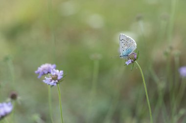 Aricia agestis, Lycaenidae familyasından bir kelebektir ve sabahın erken saatlerinde bir çiçeğe tünemektedir.