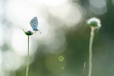 Aricia agestis, Lycaenidae familyasından bir kelebektir ve sabahın erken saatlerinde bir çiçeğe tünemektedir.