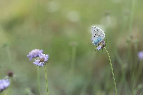 Aricia Agestis Brown Argus Butterfly Family Lycaenidae Roosting Flower Early — Stock Photo, Image