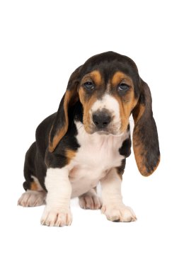 Fransız basset artisien Normand puppy oturuyor ve beyaz bir arka planda tek başına görünüyor.