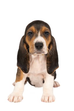 Fransız basset artisien Normand puppy oturuyor ve beyaz bir arka planda tek başına görünüyor.