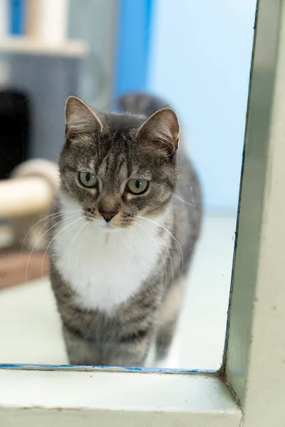 Grå Och Vit Tabby Katt Tittar Genom Ett Fönster — Stockfoto