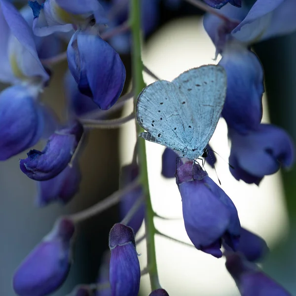 Holly Blue Butterfly Celastrina Argiolus Butterfly Pollinating Perching Wisteria Flowers — Stock Photo, Image