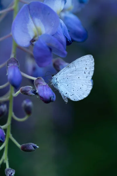 Een Holly Blauwe Vlinder Celastrina Argiolus Vlinder Bestuivend Zittend Wisteria — Stockfoto