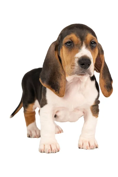 French Basset Artisien Normand Puppy Sitting Seen Front Isolated White — Stock Photo, Image