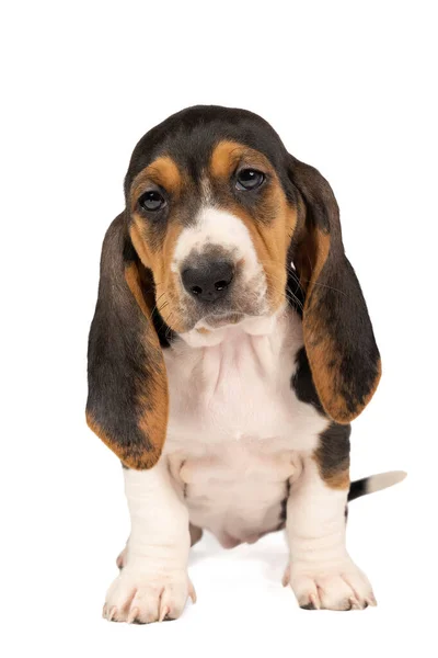 French Basset Artisien Normand Puppy Sitting Seen Front Isolated White — Stock Photo, Image