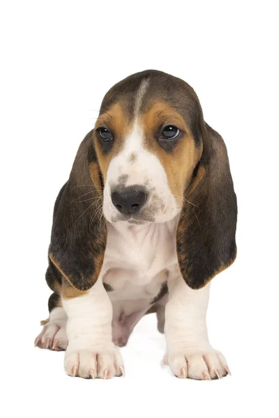 Prancis Basset Artisien Normand Puppy Sitting Seen Front Isolated White — Stok Foto