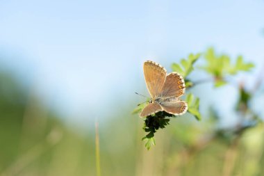 Aricia agestis, Lycaenidae familyasından bir kelebektir ve sabahın erken saatlerinde bir çiçeğe tünemektedir.