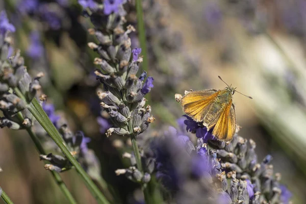 stock image Thymelicus sylvestris, the Small Skipper, is a butterfly in the family Hesperiidae, roosting on lavender flowers in the early morning light