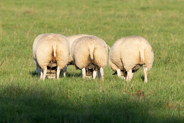 Group Cute Sheep Pastzing Shade Seen Fresh Spring Green Meadow — стоковое фото