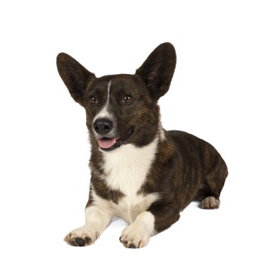 Erkek Cardigan Corgi, beyazlar içinde yalnız bir şekilde yan yana yatıyor.