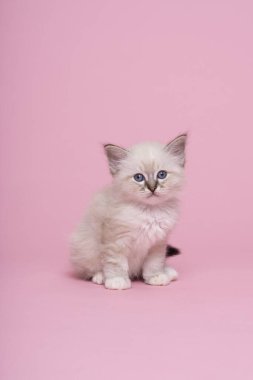 Stüdyoda küçük, kutsal bir Burmalı kedi yavrusu. Lüks bir kedi, pembe arka plan.