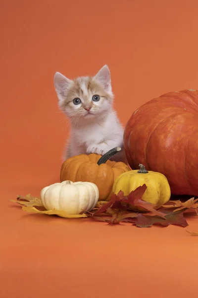 Beyaz ve zencefilli kedi, turuncu bir hayat yaşayan bir balkabağının üzerinde oturan kedi yavrusu.