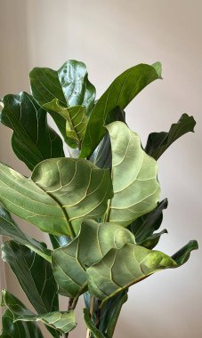 Ficus lyrata close-up. Fiddle leaf tree leaves on white background. Fresh new green leaves growing from fig tree. Houseplant clipart