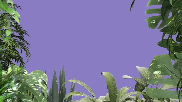 Jungle frame, biophilic concept idea. Tropical leaves isolated on purple colored background with copy space